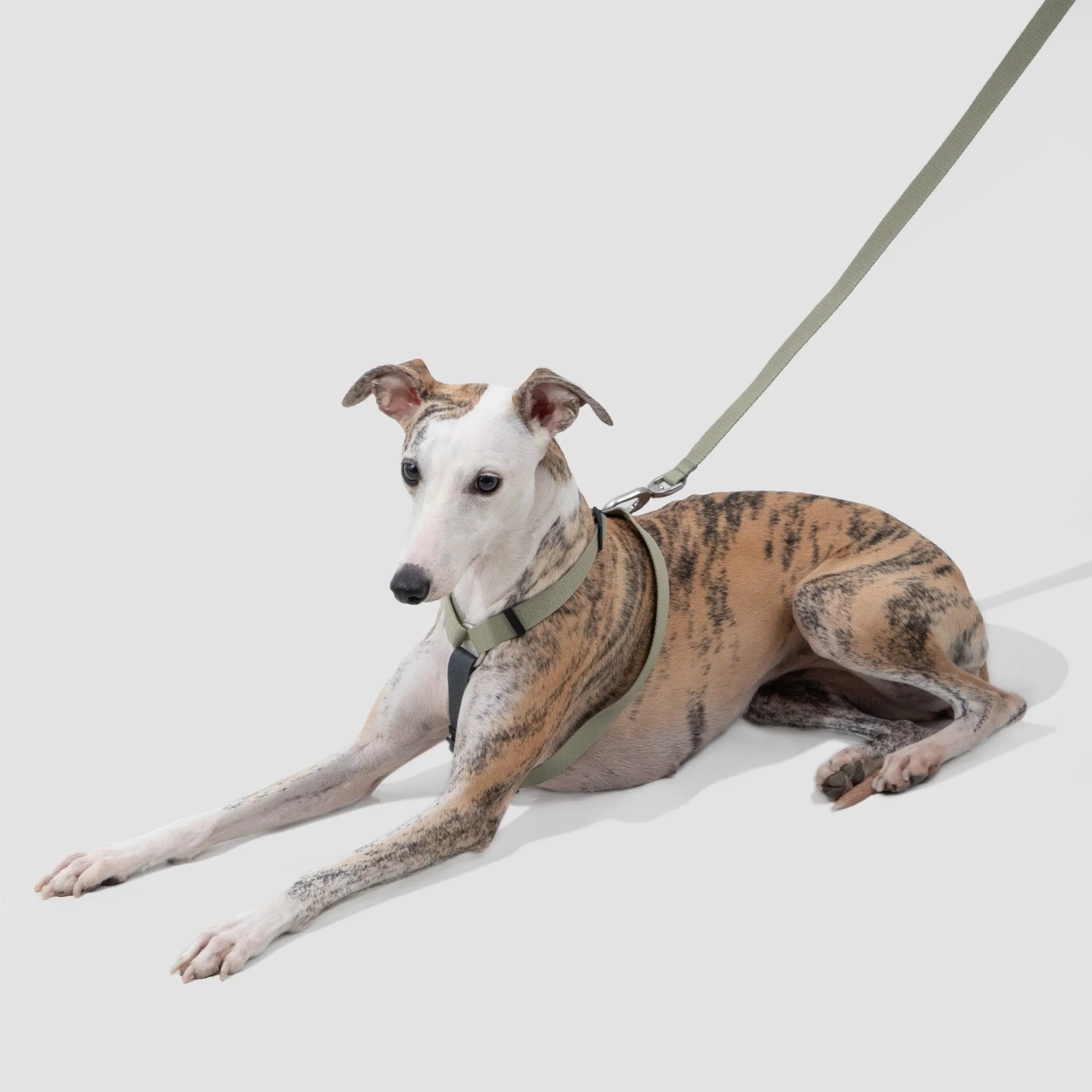 (NEW) Valley Series Dog Harness Walk Kit - Image 2