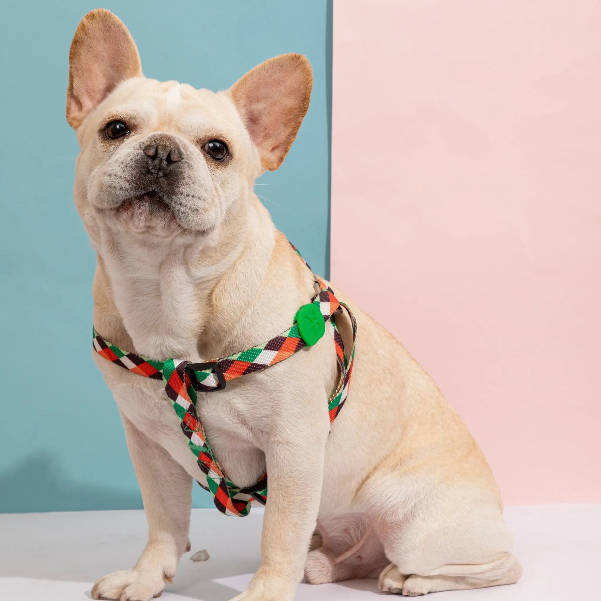 Colourful Series - 'Y' Dog Harness Bundle - Image 2