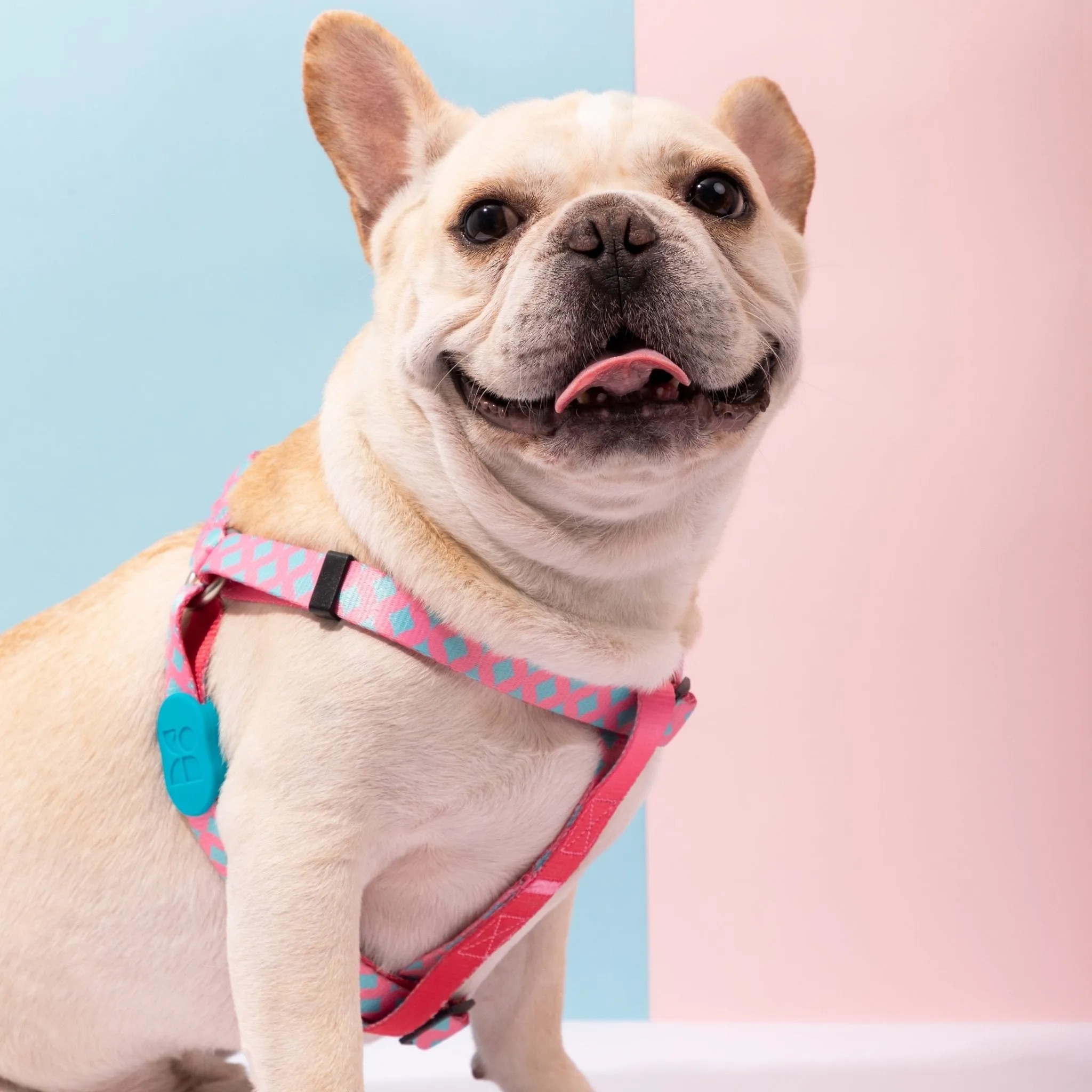 Colourful Series - 'Y' Dog Harness Bundle - Image 3