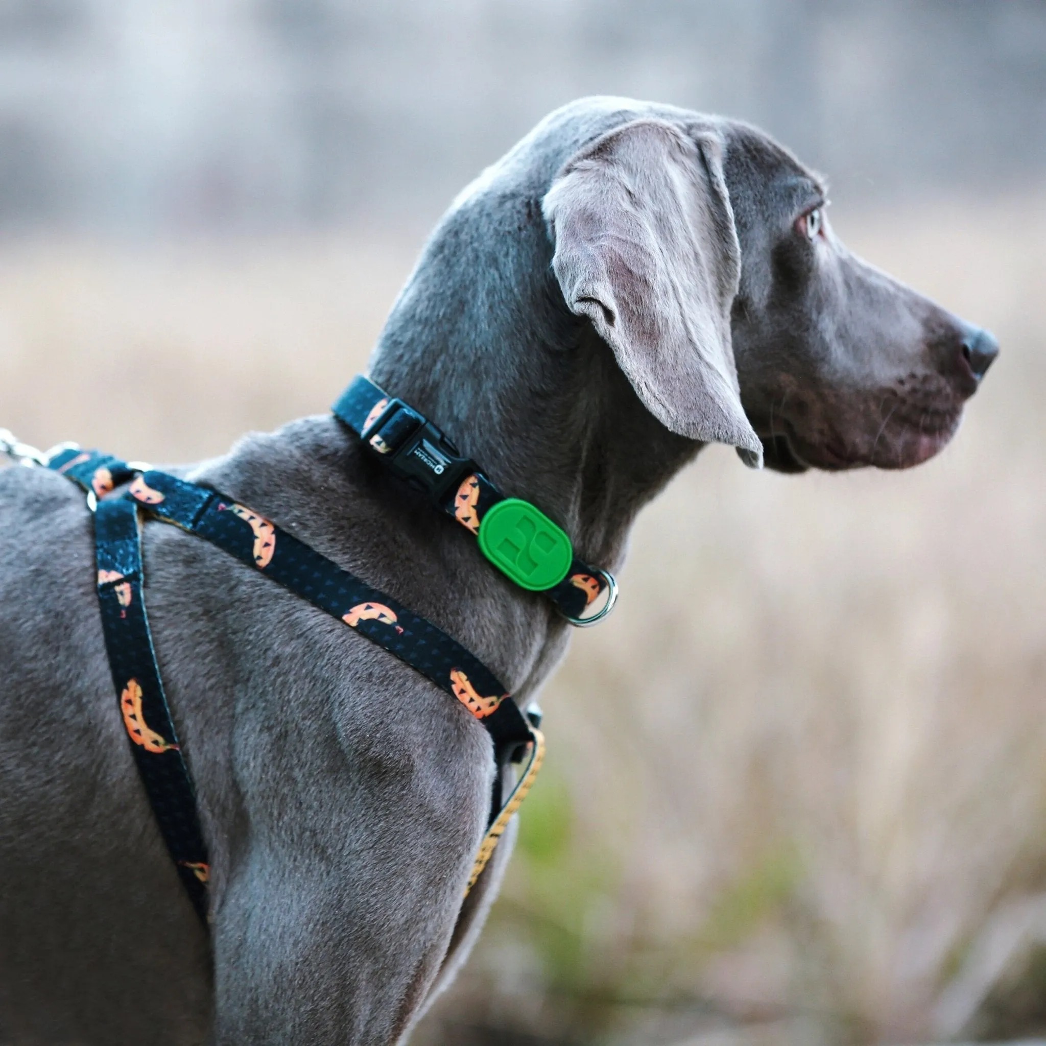 Colourful Series - 'Y' Dog Harness Bundle - Image 4