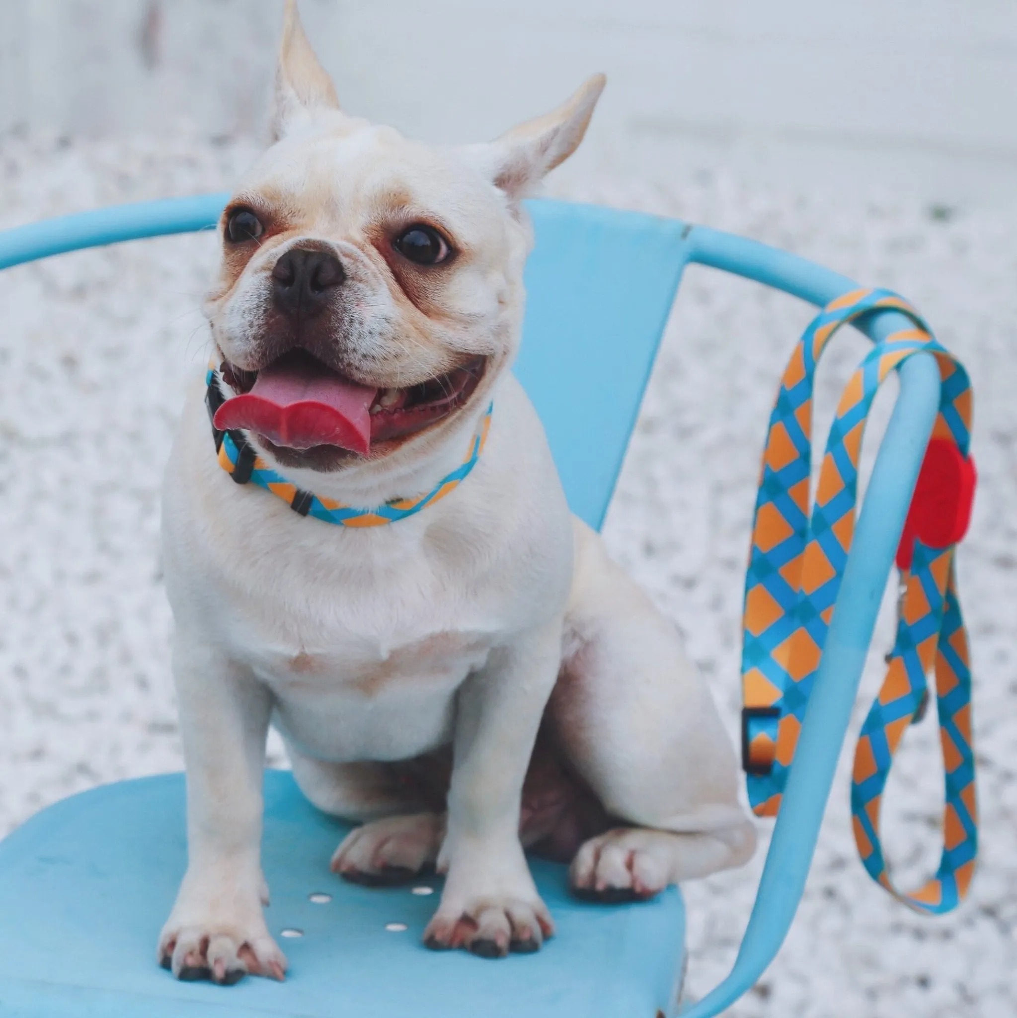 Colorful Series - Dog Colar Bundle - Image 4