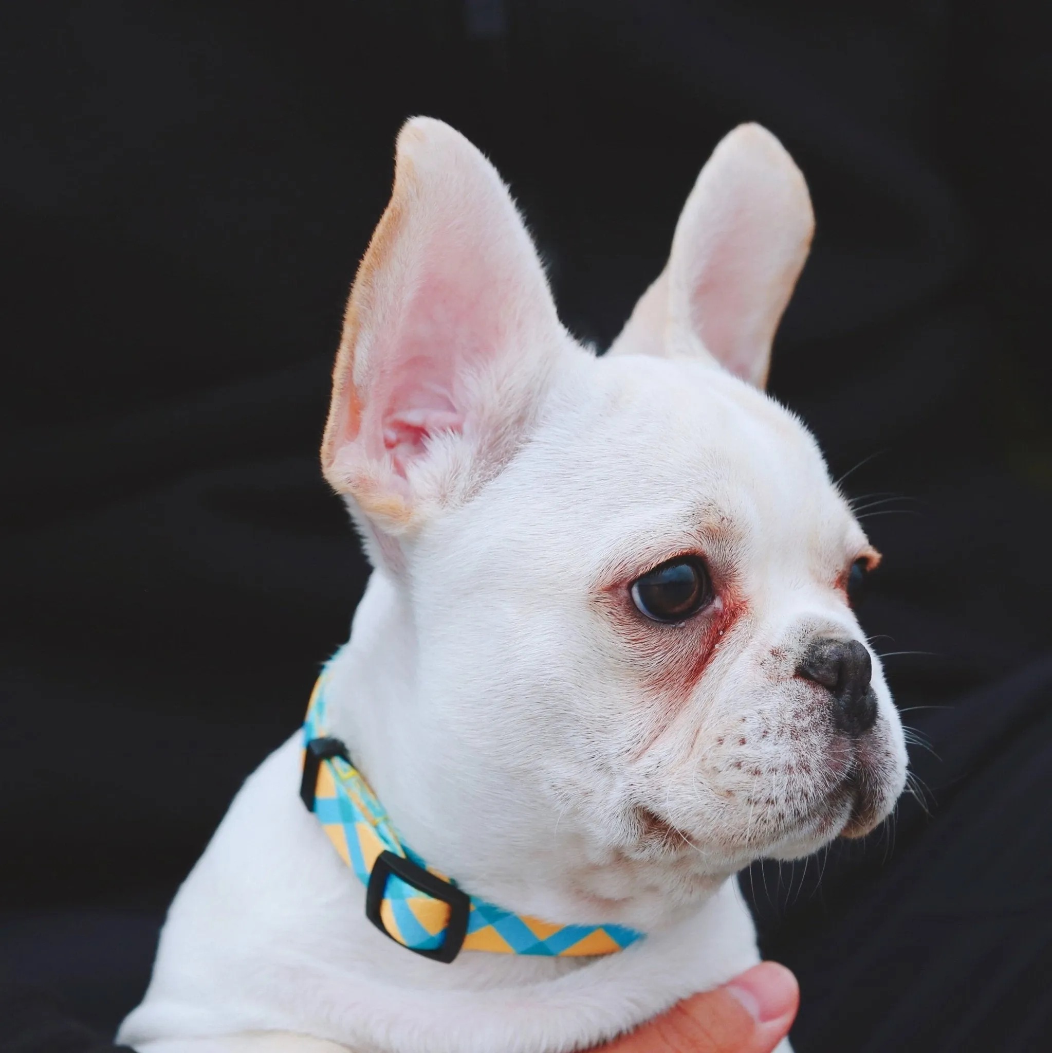 Colorful Series - Dog Colar Bundle - Image 3
