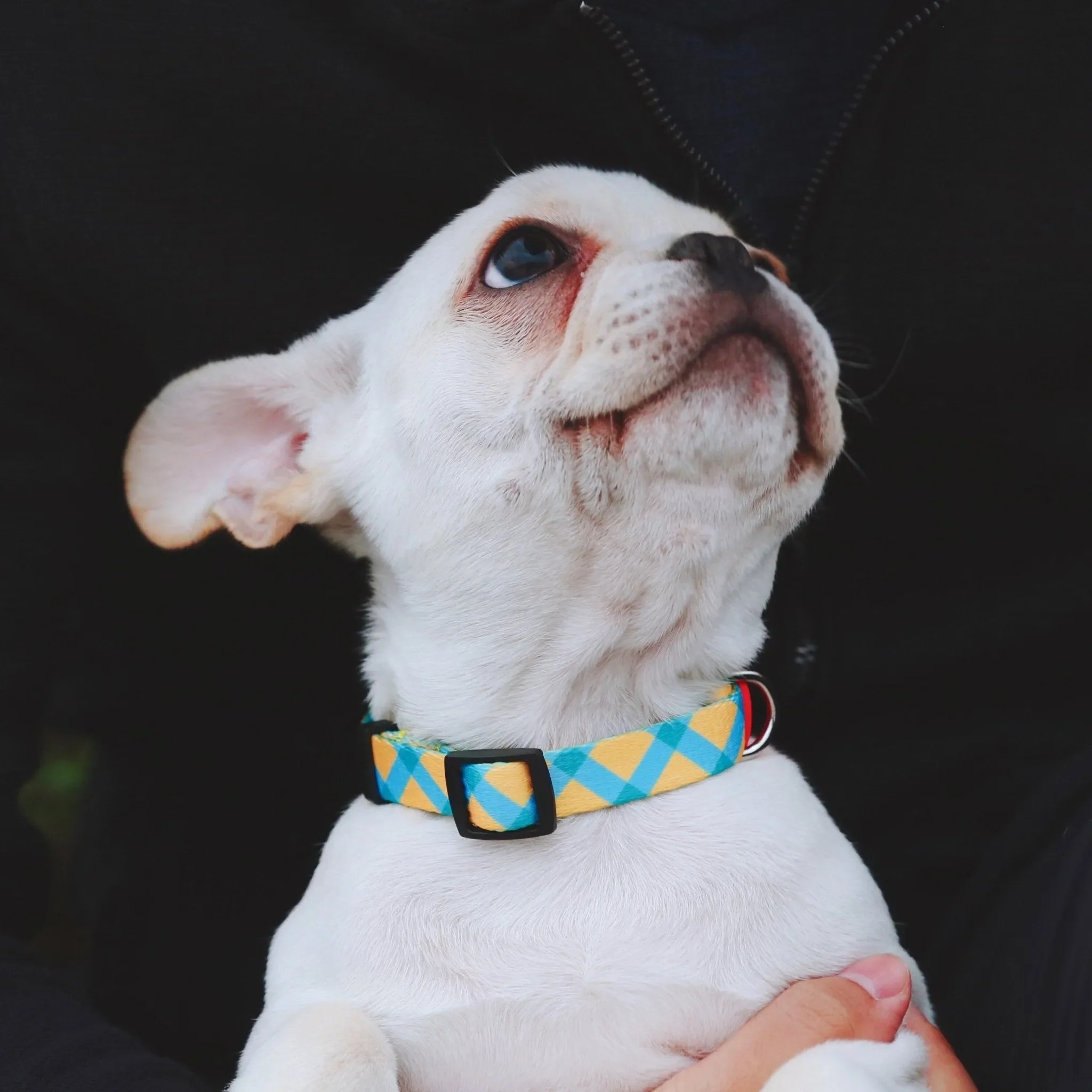 Colorful Series - Dog Colar Bundle - Image 2